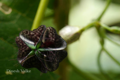 Ceropegia elegans